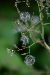 Colorful flowers in summer garden