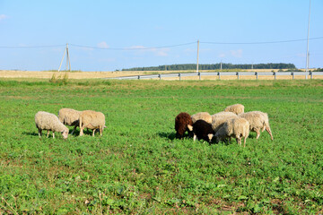 Obraz premium Sheep Grazing in a Green Field some domestic animals