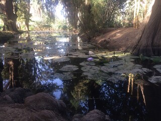 Lotus Pond