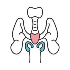 Human organs diagram illustrating thyroid and other respiratory structures