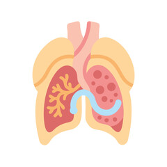 Anatomy illustration of human lungs and bronchial structure