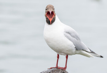 A black headed gull on a beach with beak wide open and forming the shape of a heart as it calls out. 