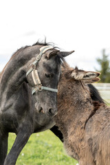 Funny interaction between a donkey and a young horse in a green pasture