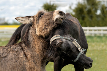 Funny interaction between a donkey and a young horse in a green pasture