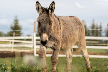 Donkey standing in green pasture outdoors