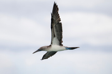 Blue footed booby flying, Sula nebouxii in Galapagos
