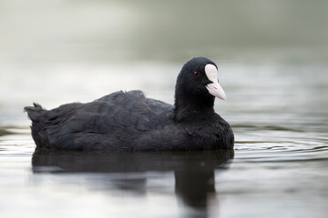 Eurasian coot, portrait of Fulica atra