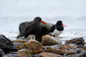 Blackish oystercatcher in Argentina, Haematopus ater