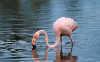 Selbstklebende Fototapeten Flamingo American flamingo feeds in water, Phoenicopterus ruber in Galapagos  © nexusby