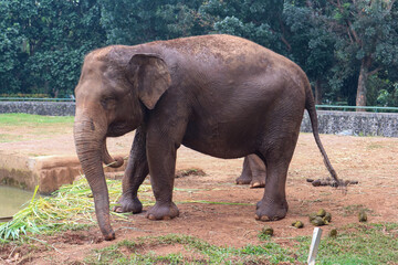 Asian Elephant (Elephas Maximus, Asiatic Elephant, Indian Elephant).