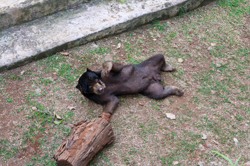 A portrait of the exotic Malayan Sun Bear (Helarctos mayalanus), or beruang madu, at a beautiful zoo.