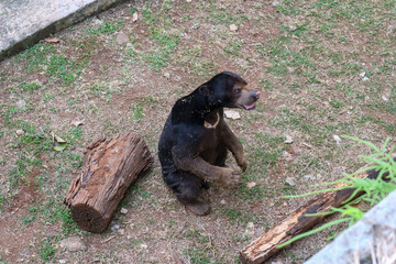 A portrait of the exotic Malayan Sun Bear (Helarctos mayalanus), or beruang madu, at a beautiful zoo.
