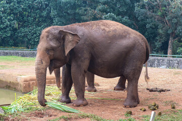 Asian Elephant (Elephas Maximus, Asiatic Elephant, Indian Elephant).