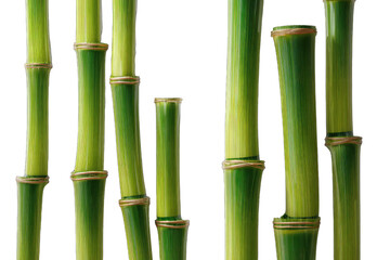 Fototapeta premium Close-up view of multiple bamboo stalks