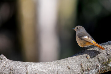 枝にとまるジョウビタキのメス