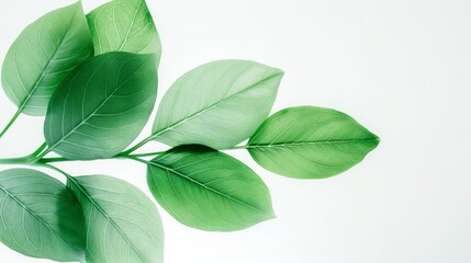 Fototapeta premium Vibrant green leaves close-up nature background plant photography minimalist aesthetic fresh environment