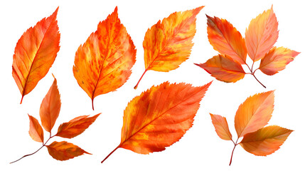 Naklejka premium Set of autumn bright leaves from different color on the transperent background. Simple yellow, red, orange fall leaf set for pattern, banner, sticker, and autumn card. AI generation