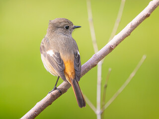 枝にとまるジョウビタキのメス