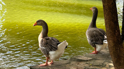 Obraz premium geese in the zoo's pond