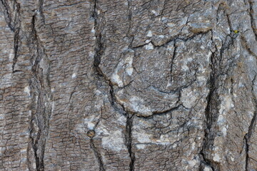 Close up of tree bark texture for background and design art work.
