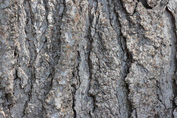 Tree bark texture. Tree bark texture. Tree bark background. Tree bark texture