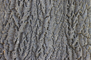 Tree bark texture. Abstract background and texture for design. Close-up.