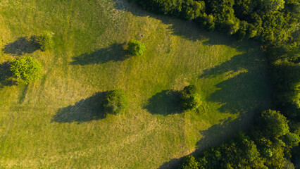 Minimalist aerial view of scattered trees casting long shadows across a quiet meadow