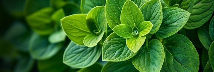 Vibrant green leaf close-up natural setting photography lush environment macro perspective plant life
