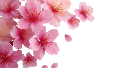 Pink cherry blossoms in full bloom