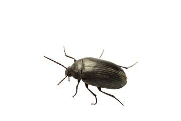 Black beetle, top view isolated on white background.