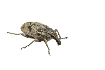The beet beetle is a member of the weevil family and is grey in colour.