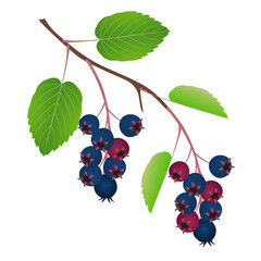 Branch with fruits irga and leaves on a white background..eps