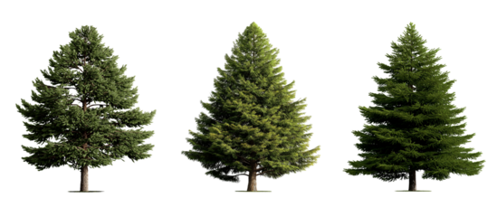 different types of trees with roots, on transparent background, cutout