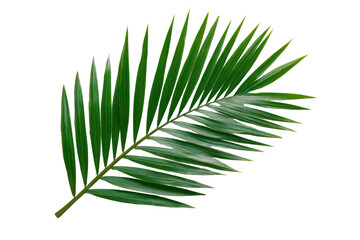 Close-up of a vibrant green palm frond
