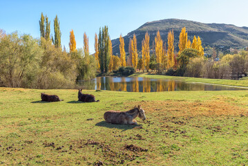 Donkey, two horses and autumn colors at Lake Clarens