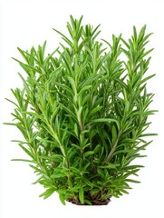 Fototapeta premium Fresh rosemary plant growing in soil on white background studio shot close up of aromatic herb for cooking and aromatherapy
