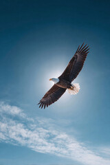 Majestic bald eagle soars through a clear blue sky, wings spread wide, symbolizing freedom, strength, and vision. Perfect for conveying powerful messages or concepts.