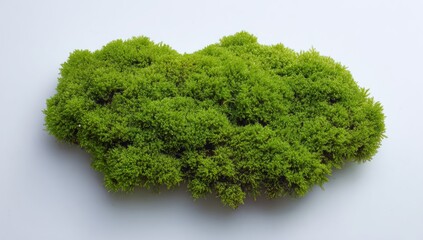 Obraz premium A cluster of vibrant green moss