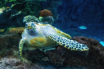 Asia China Shanghai Pacific Sea Turtle swimming