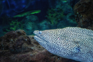 A Honeycomb, or Leopard moray eel, Gymnothorax favagineus.