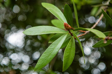 A bottlebrush tree (Callistemon) with bottle brush flowers beginning to form