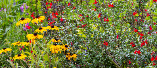 meadow with green grass and flowers in the sun