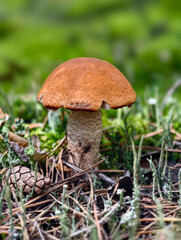 Red-capped Aspen scaber stalk mushroom or aspen bolete Leccinum aurantiacum growing in forest.