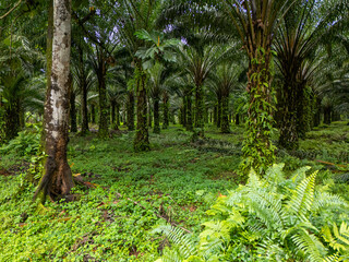 Fototapeta premium Sao Tome and Principe - Aerial View of Oil Palm Plantation. Lush Green Agricultural Landscape in Tropical Environment. 