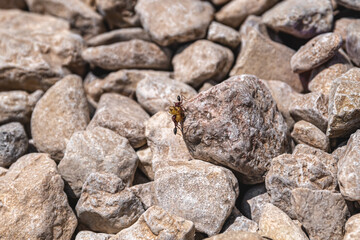 Two ants carrying food across rugged rocks illustrate the essence of teamwork and cooperation, thriving in their natural habitat while navigating challenges together