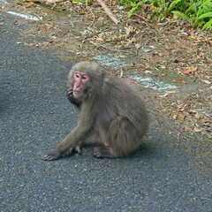 Yakushima Macaque, World Heritage Listed Coastal Road, Yakushima, Japan