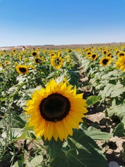Obraz premium Girasol en un dia soleado