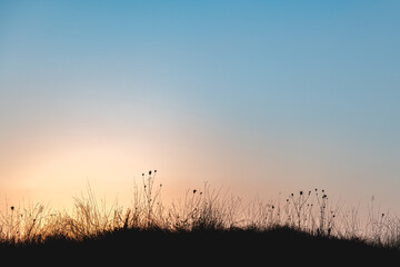 Fototapeta premium Wild grass silhouettes rising against a vibrant sunset sky, creating a serene and peaceful nature background filled with warm orange and yellow hues, offering ample copy space