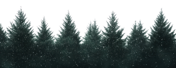 PNG Real winter pine forest trees outdoors nature.