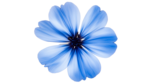 Azure Blossom A Captivating Blue Flower with Delicate Petals Unveiling Nature's Serene Beauty on Clear Background